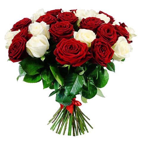 White and Red Roses 